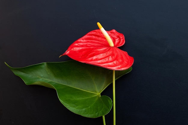 Flor de flamingo ou antúrio pigtail