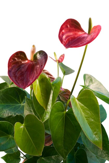 Foto flor de flamingo vermelho com fundo branco