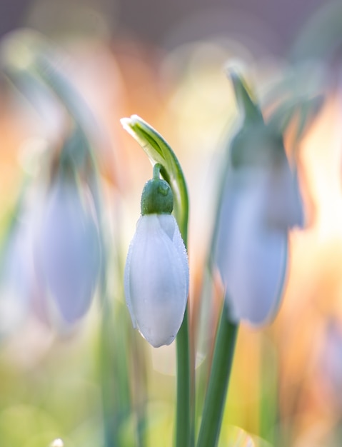 Foto flor de floco de neve