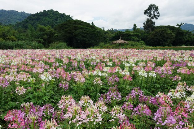 Foto flor de flor de aranha campo ou cleome hassleriana