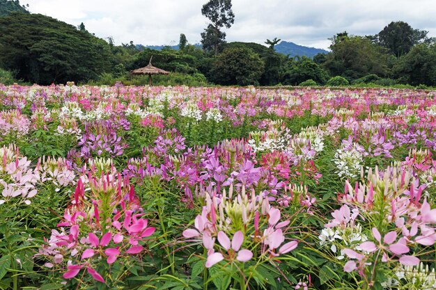 Foto flor de flor de aranha campo ou cleome hassleriana