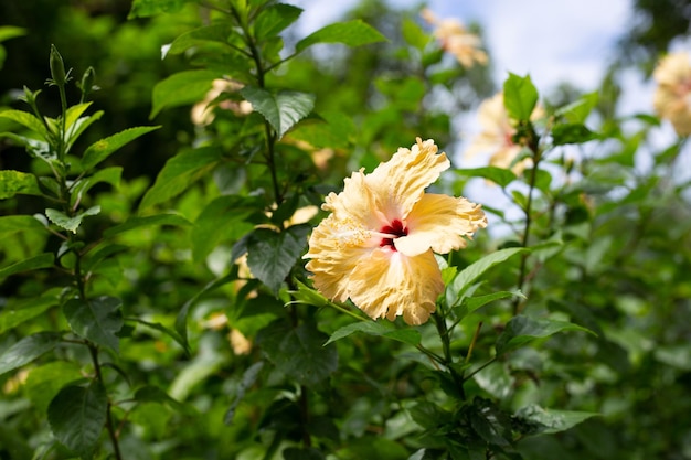 Flor de flor de hibisco amarelo na árvore