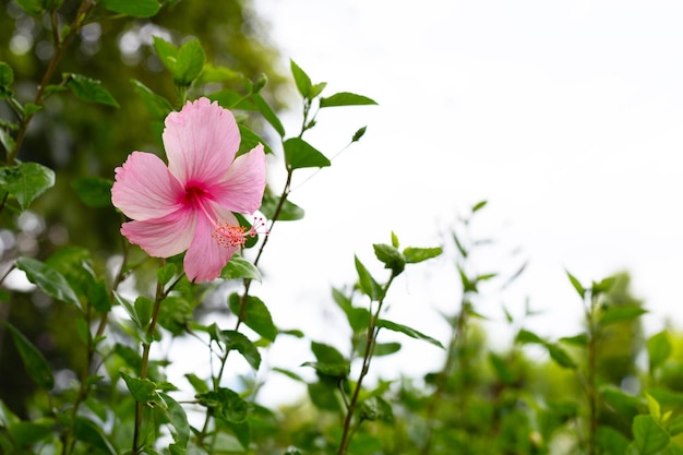 Flor de flor de hibisco na árvore