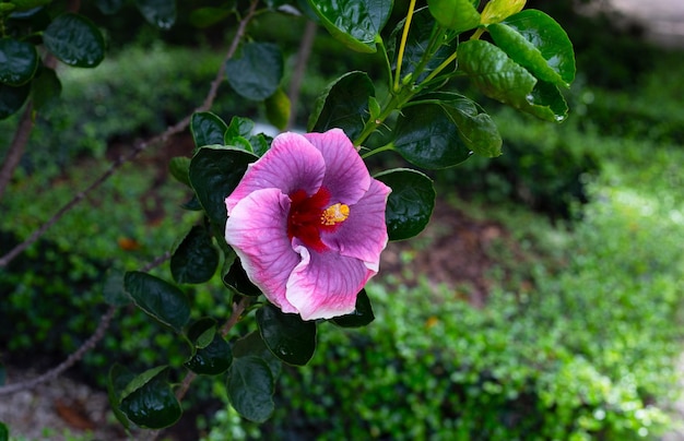 Flor de flor de hibisco na árvore