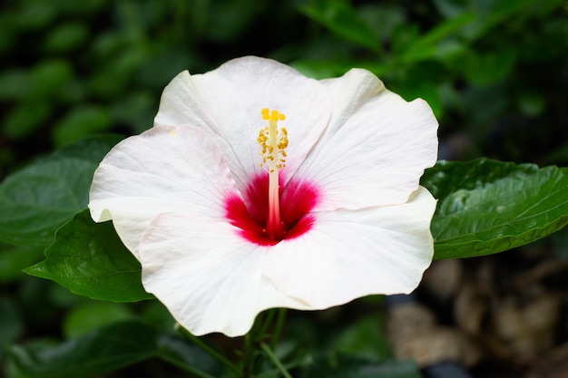 Flor de flor de hibisco na árvore