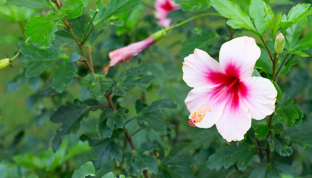 Flor de flor de hibisco rosa na árvore