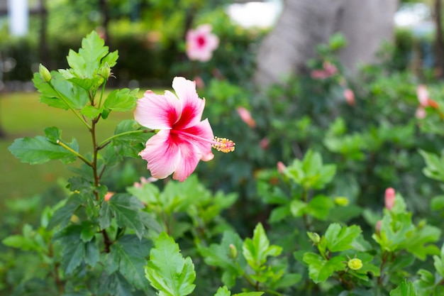 Flor de flor de hibisco rosa na árvore