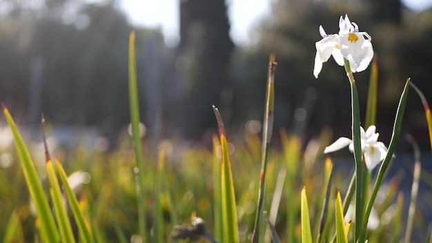 Flor de flor de íris branca, jardinagem na califórnia, eua. flor delicada no jardim da manhã de primavera, gotas de orvalho fresco nas pétalas. flora da primavera em foco suave. botânico natural fechar o fundo.