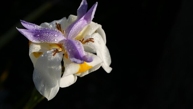 Flor de flor de íris. Flor delicada, jardim da manhã de primavera, gotas de orvalho na pétala. flora primaveril