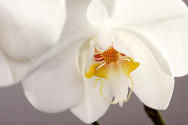 Flor de flor de orquídea macro