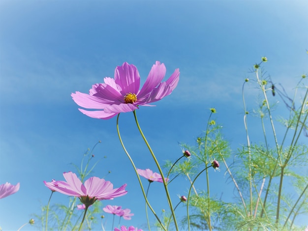 Flor de flor rosa Cosmos