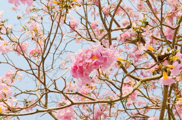 Flor de flor rosa tabebuia, tailândia