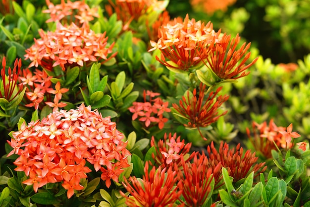 Flor de flor vermelha Ixora no jardim