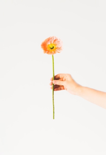 Flor de florescência com pétalas de laranja à disposição na flor do minimalismo do fundo branco