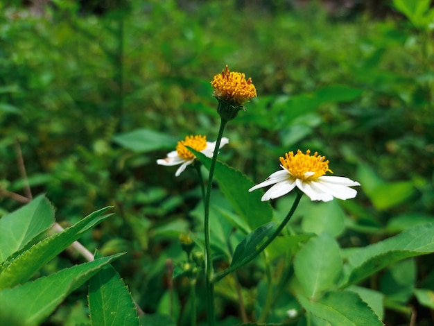 Flor de foco seletivo no fundo do forte do jardim