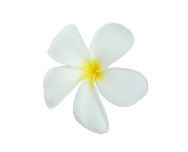 Foto flor de frangipani branca isolada no fundo branco