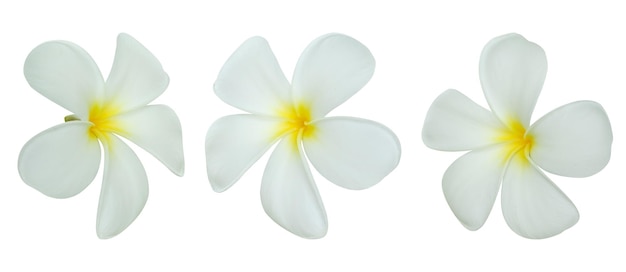 Flor de frangipani branca isolada no fundo branco