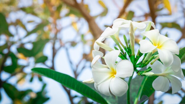Flor de frangipani com folhas verdes. flores brancas com amarelo no centro.
