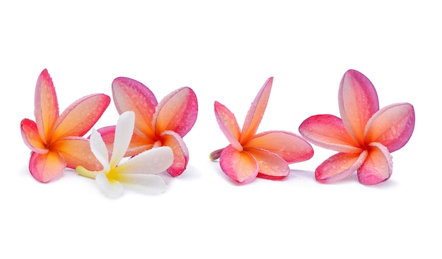 Flor de frangipani com gotas de água em branco