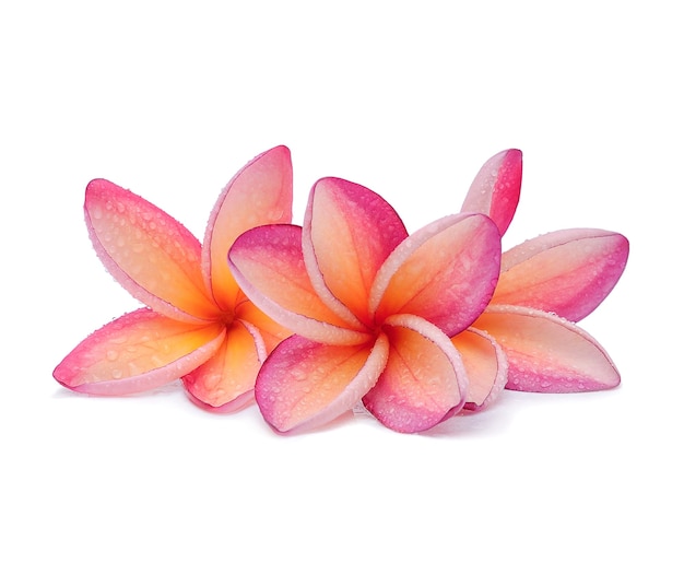 Flor de frangipani com gotas de água