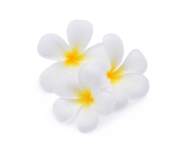 Flor de frangipani com gotas de água