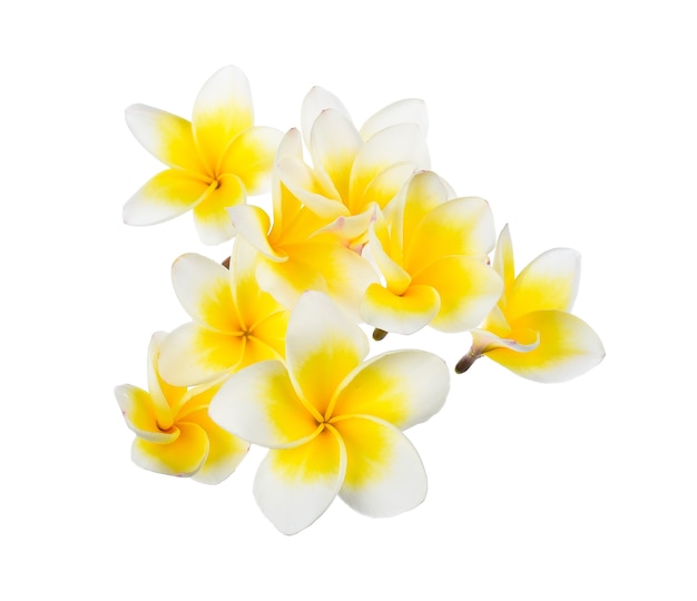 Flor de frangipani em branco