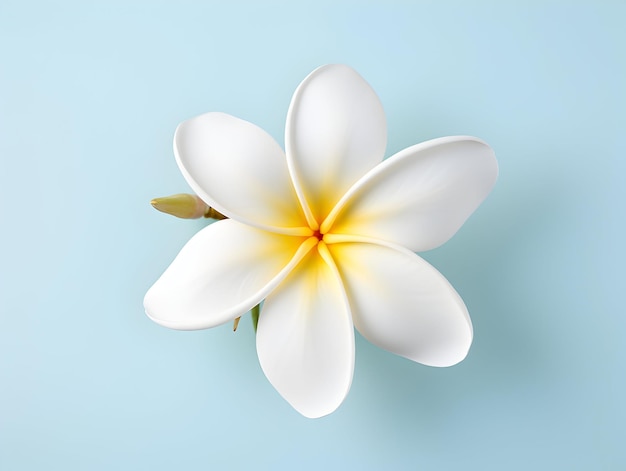 Flor de Frangipani em fundo de estúdio flor de Frangibani simples imagens de flores bonitas
