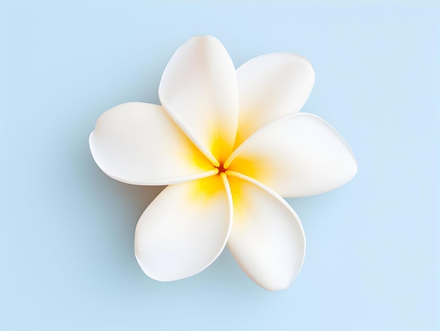 Flor de Frangipani em fundo de estúdio flor de Frangibani simples imagens de flores bonitas
