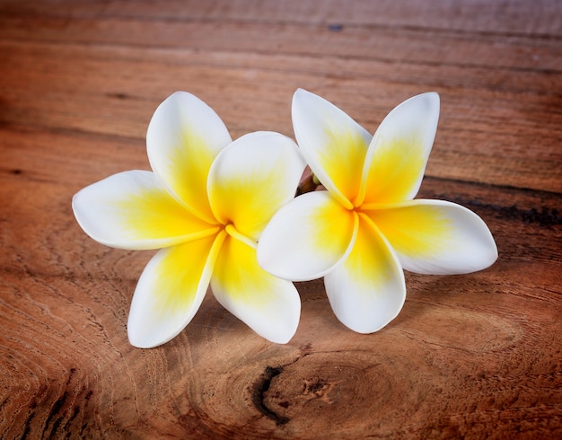 Flor de Frangipani em um fundo de madeira