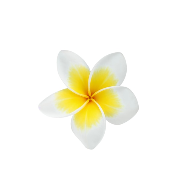 Foto flor de frangipani isolada em fundo branco