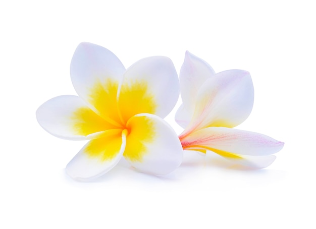 Flor de frangipani isolada em fundo branco