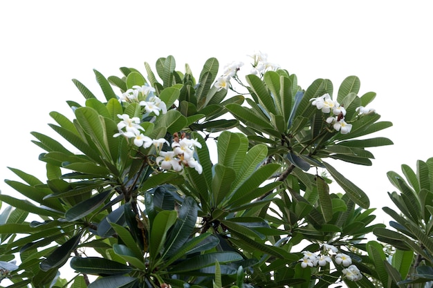 Flor de frangipani isolada em um fundo branco