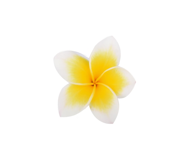 Flor de frangipani isolada na superfície branca