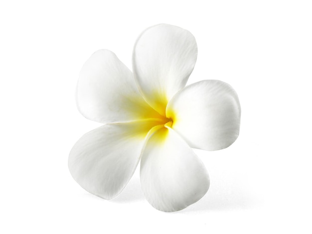 Flor de frangipani isolada no branco
