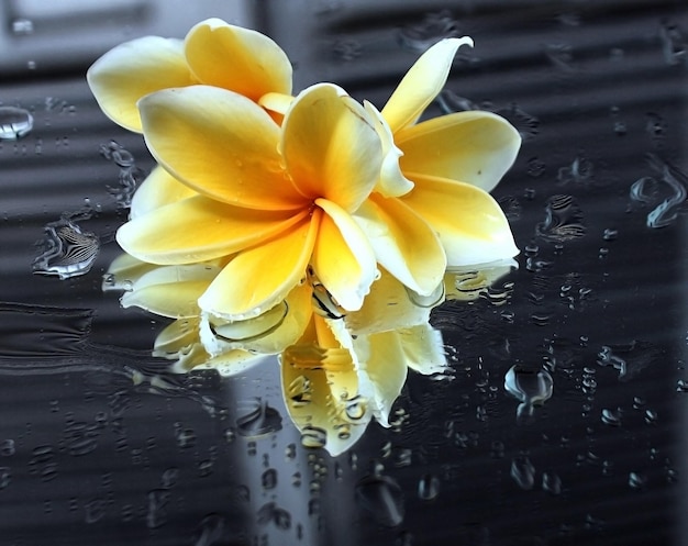 flor de frangipani molhada no espelho com gotas de água e fundo de reflexão de porta de madeira