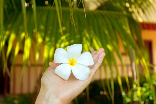 Flor de frangipani na mão de uma mulher