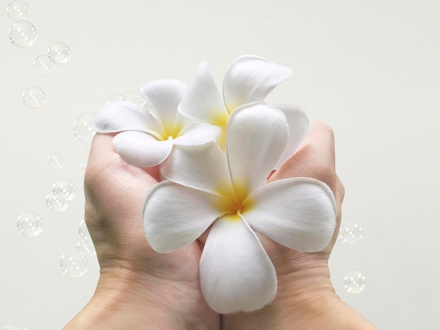 Flor de frangipani na mão