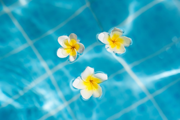 Flor de frangipani no fundo da água azul