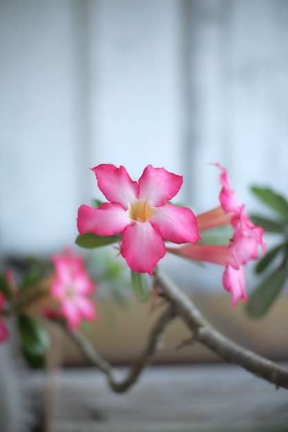 flor de frangipani