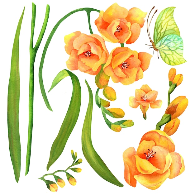 Flor de frésia Ilustração em aquarela isolada Botânica