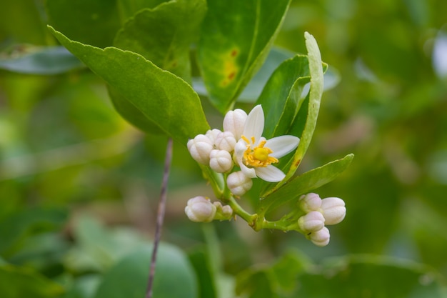 Flor de frutas de bergamota na árvore