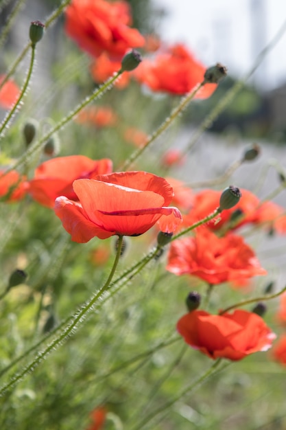 Flor de fundo de natureza Poppy nascer do sol. Flores silvestres.