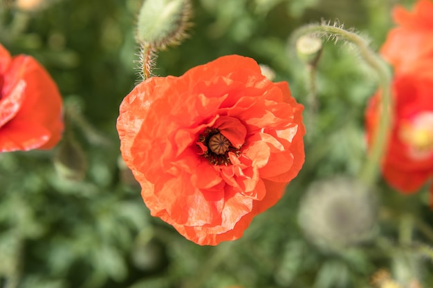 Flor de fundo de natureza Poppy nascer do sol. Flores silvestres.