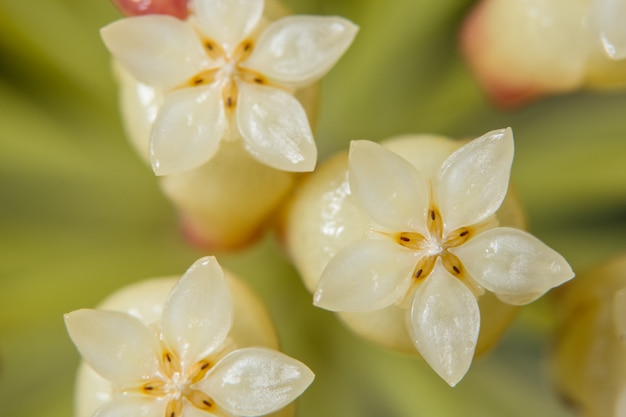 Flor de fundo macro