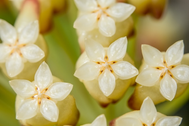 Flor de fundo macro