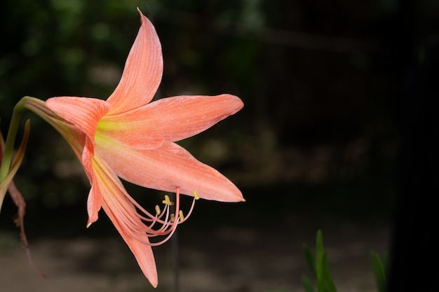 Flor de fundo macro