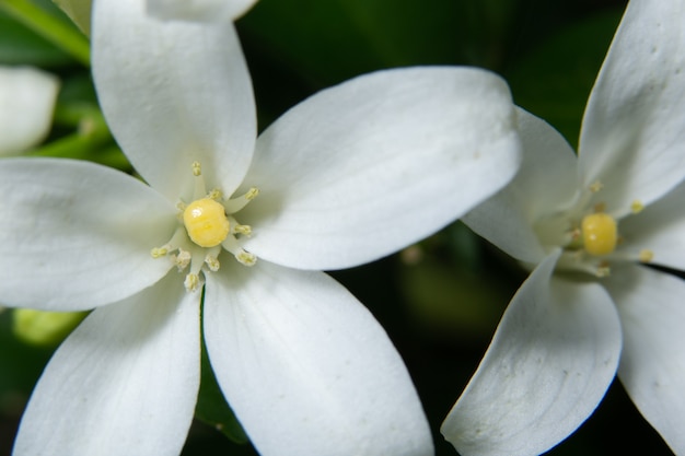 Flor de fundo macro