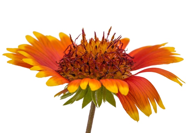 Flor de gaillardia isolada em fundo branco