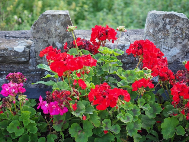 Flor de gerânio vermelho | Foto Premium