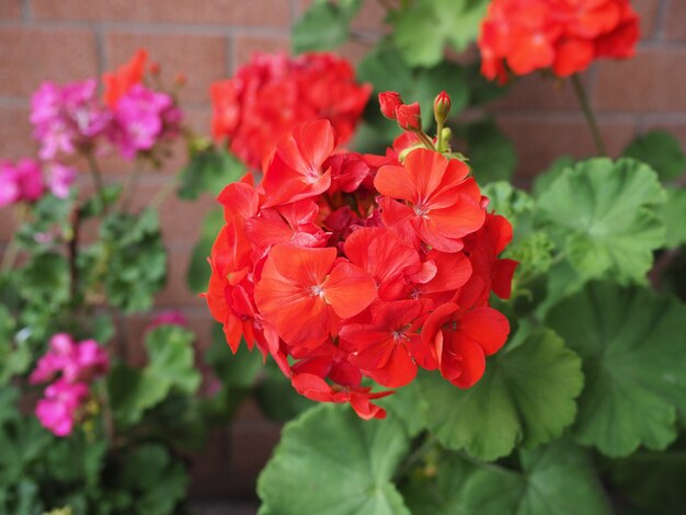 Flor de gerânio vermelho